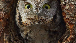 Gaze Deeply Into the Eyes of This Soul-Eating Owl
